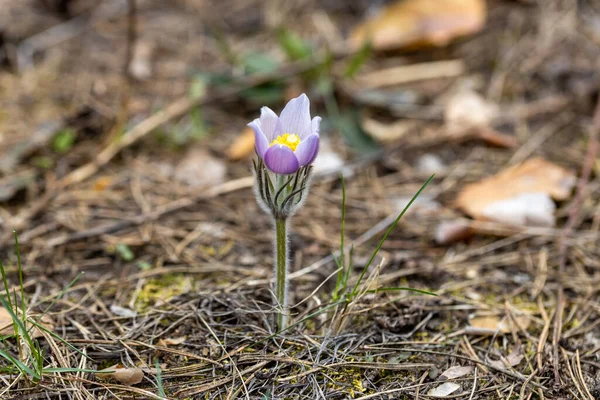 Bahar Çiçekleri Pulsatilla Vernalis Doğal Arka Planda Ayrıntılı Makro Görünüm — Stok fotoğraf