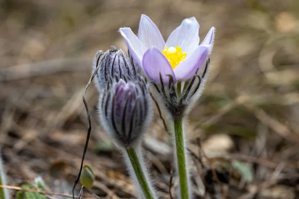 Wiosna Kwiaty Pulsatilla Vernalis Naturalnym Tle Szczegółowy Widok Makro — Zdjęcie stockowe