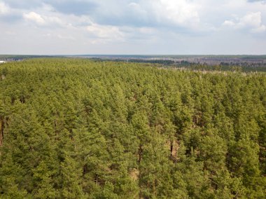 Baharın başında kozalaklı bir ormanda çam ağaçları. Hava aracı görünümü.