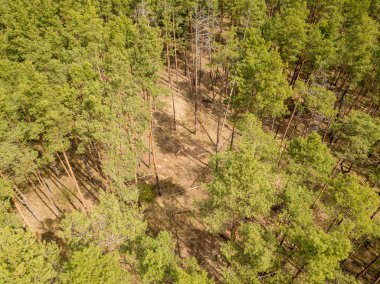 Baharın başında kozalaklı bir ormanda çam ağaçları. Hava aracı görünümü.