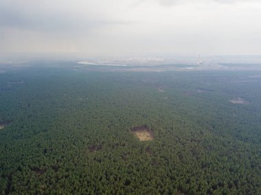 Baharın başında kozalaklı bir ormanda çam ağaçları. Hava aracı görünümü.