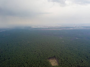 Baharın başında kozalaklı bir ormanda çam ağaçları. Hava aracı görünümü.