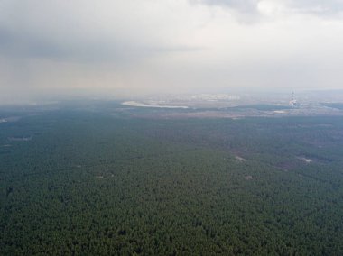 Baharın başında kozalaklı bir ormanda çam ağaçları. Hava aracı görünümü.