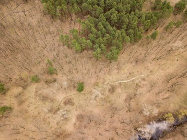 İlkbaharın başında orman. Hava aracı görünümü.