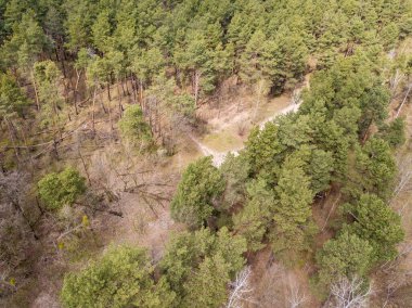 Baharın başında kozalaklı bir ormanda çam ağaçları. Hava aracı görünümü.