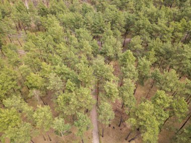 Baharın başında kozalaklı bir ormanda çam ağaçları. Hava aracı görünümü.