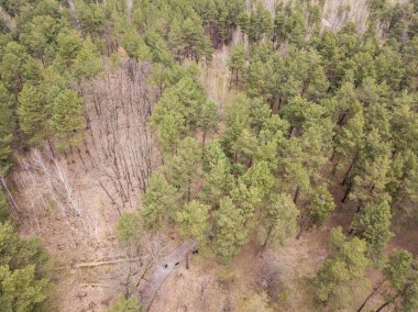 Baharın başında kozalaklı bir ormanda çam ağaçları. Hava aracı görünümü.