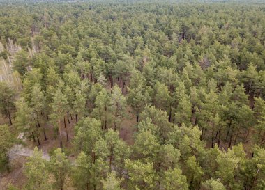 Baharın başında kozalaklı bir ormanda çam ağaçları. Hava aracı görünümü.