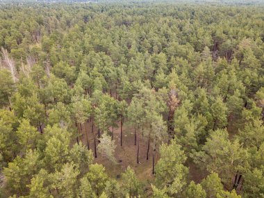 Baharın başında kozalaklı bir ormanda çam ağaçları. Hava aracı görünümü.