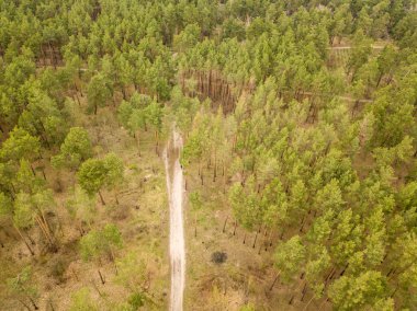İlkbaharın başlarında kozalaklı bir ormandaki çam ağaçlarının arasındaki toprak yol. Hava aracı görünümü.