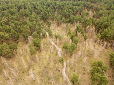 İlkbaharın başlarında kozalaklı bir ormandaki çam ağaçlarının arasındaki toprak yol. Hava aracı görünümü.