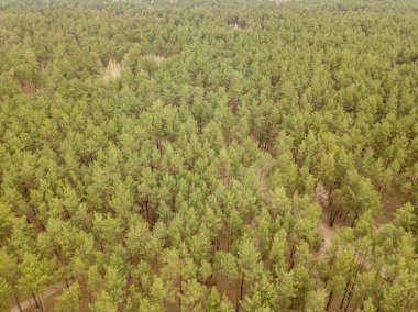 Baharın başında kozalaklı bir ormanda çam ağaçları. Hava aracı görünümü.
