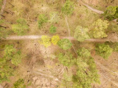İlkbaharın başlarında kozalaklı bir ormandaki çam ağaçlarının arasındaki toprak yol. Hava aracı görünümü.