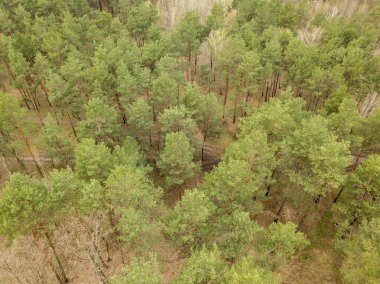 Baharın başında kozalaklı bir ormanda çam ağaçları. Hava aracı görünümü.
