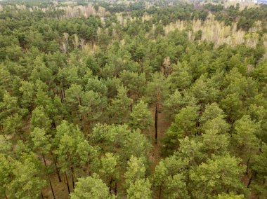 Baharın başında kozalaklı bir ormanda çam ağaçları. Hava aracı görünümü.