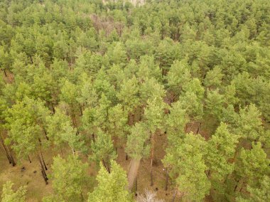 Baharın başında kozalaklı bir ormanda çam ağaçları. Hava aracı görünümü.