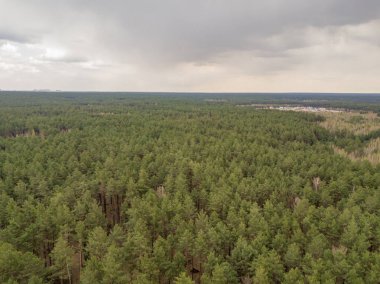 Baharın başında kozalaklı bir ormanda çam ağaçları. Hava aracı görünümü.