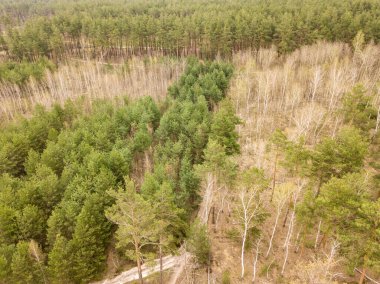 Baharın başında kozalaklı bir ormanda çam ağaçları. Hava aracı görünümü.