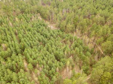 Baharın başında kozalaklı bir ormanda çam ağaçları. Hava aracı görünümü.