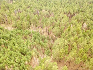 Baharın başında kozalaklı bir ormanda çam ağaçları. Hava aracı görünümü.