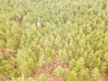 Baharın başında kozalaklı bir ormanda çam ağaçları. Hava aracı görünümü.