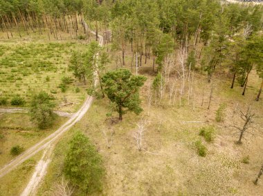 İlkbaharın başlarında kozalaklı bir ormandaki çam ağaçlarının arasındaki toprak yol. Hava aracı görünümü.