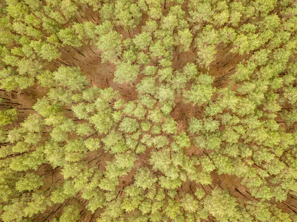 Borovice Jehličnatém Lese Jaře Zobrazení Leteckých Dronů — Stock fotografie