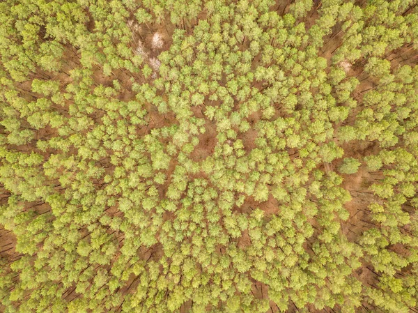 Pins Dans Une Forêt Conifères Début Printemps Vue Aérienne Drone — Photo