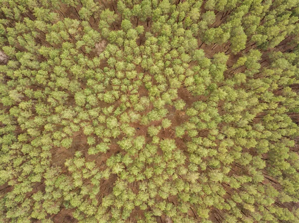 Pinheiros Uma Floresta Coníferas Início Primavera Vista Aérea Drones — Fotografia de Stock