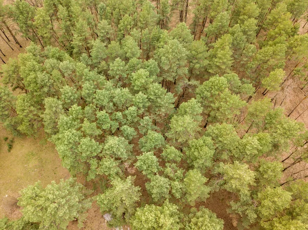 Borovice Jehličnatém Lese Jaře Zobrazení Leteckých Dronů — Stock fotografie