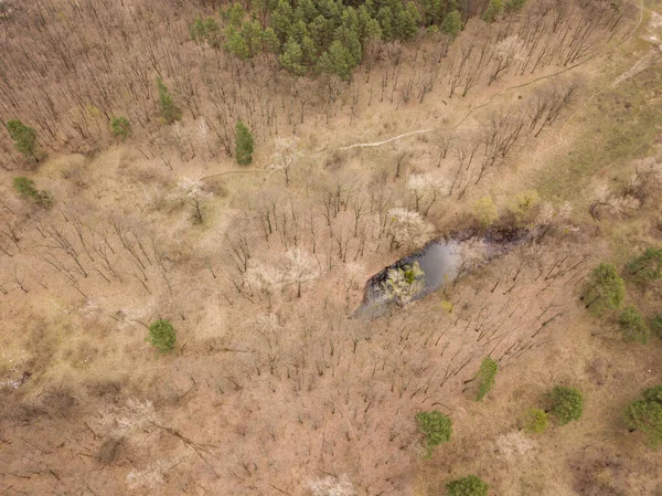İlkbaharın başında orman. Hava aracı görünümü.