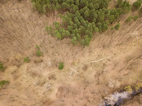 早春的森林 空中无人驾驶飞机视图 — 图库照片