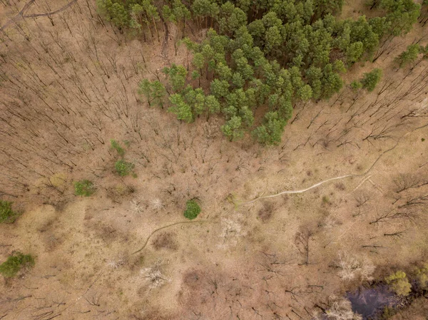 早春的森林 空中无人驾驶飞机视图 — 图库照片