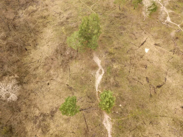 Floresta Início Primavera Vista Aérea Drones — Fotografia de Stock