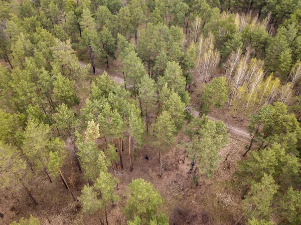 Pinheiros Uma Floresta Coníferas Início Primavera Vista Aérea Drones — Fotografia de Stock