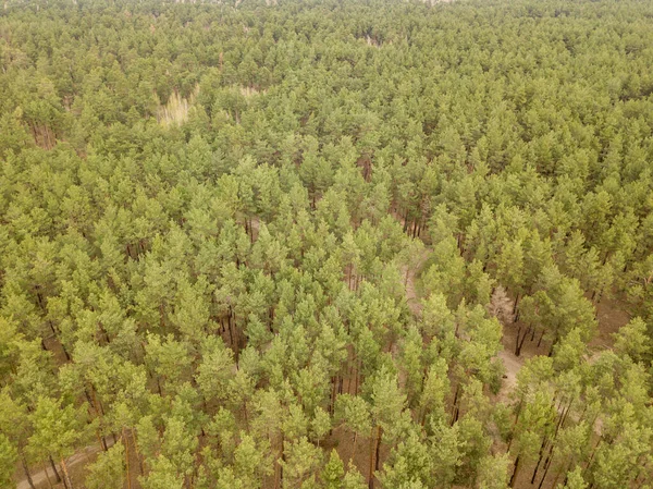 Fenyőfák Egy Tűlevelű Erdőben Kora Tavasszal Légi Drónra Néző — Stock Fotó