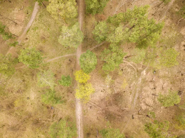 Camino Tierra Entre Pinos Bosque Coníferas Principios Primavera Vista Aérea —  Fotos de Stock