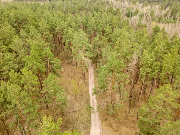 Piszkos Fenyőfák Között Egy Tűlevelű Erdőben Kora Tavasszal Légi Drónra — Stock Fotó