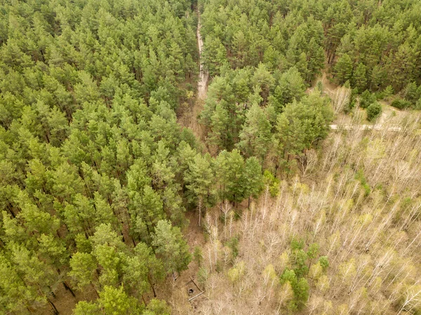 Pinheiros Uma Floresta Coníferas Início Primavera Vista Aérea Drones — Fotografia de Stock