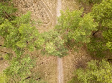 İlkbaharın başlarında kozalaklı bir ormandaki çam ağaçlarının arasındaki toprak yol. Hava aracı görünümü.