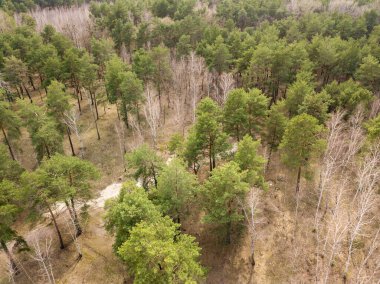 Baharın başında kozalaklı bir ormanda çam ağaçları. Hava aracı görünümü.