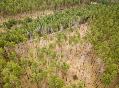 İlkbaharın başlarında kozalaklı bir ormandaki çam ağaçlarının arasındaki toprak yol. Hava aracı görünümü.