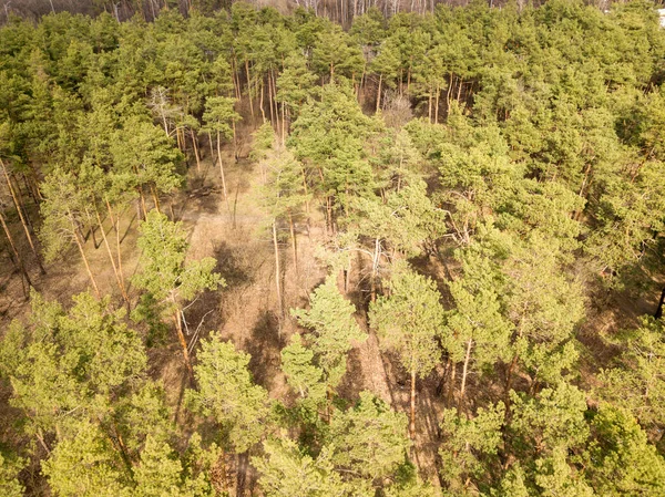 Pine Trees Coniferous Forest Early Spring Aerial Drone View — Stock Photo, Image