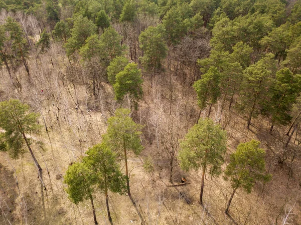 Pinheiros Uma Floresta Coníferas Início Primavera Vista Aérea Drones — Fotografia de Stock