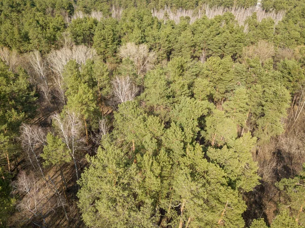 Pinheiros Uma Floresta Coníferas Início Primavera Vista Aérea Drones — Fotografia de Stock