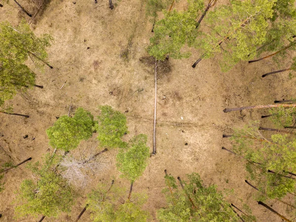 Tallskog Barrskog Tidigt Våren Flygdrönare — Stockfoto