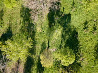 Parktaki ilkbahar ağaçlarının gölgeleri. Hava aracı üst görünümü.