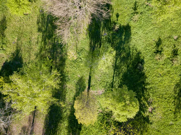 Shadows Early Spring Trees Park Aerial Drone Top View — Stock Photo, Image