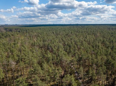 Baharda yeşil orman. Hava aracı görünümü.