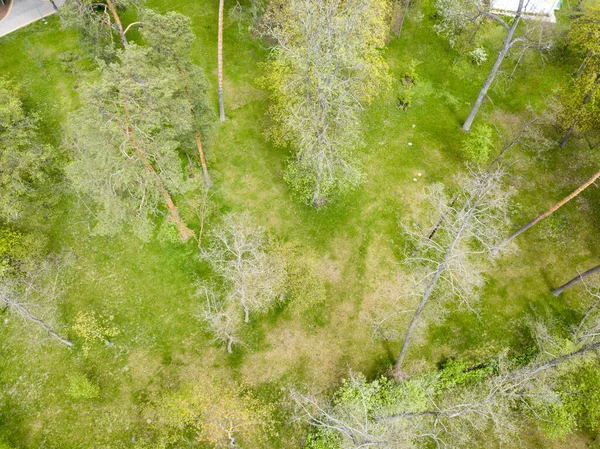 Zelený Les Jaře Zobrazení Leteckých Dronů — Stock fotografie